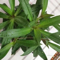 گل موسی در گهواره