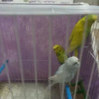 عروس هلندی و مرغ عشق|پرنده|مشهد, حضرت حجت|دیوار