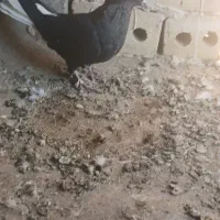 کفتر دمسفید و المانی