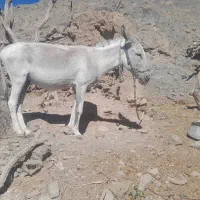 خرفروشی
