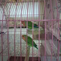 کوتوله برزیلی|پرنده|بروجرد, |دیوار