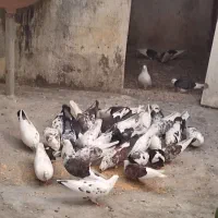 کبوتر خوشگل پرشی نشاندار جفتی|پرنده|رشت, گیل|دیوار