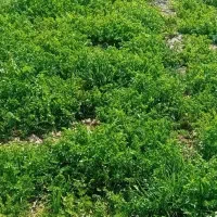 سبزی سمنان همه جوره موجود است