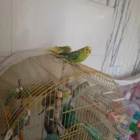 پرنده