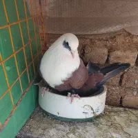 مخمل