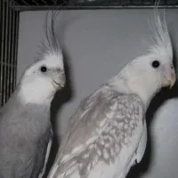 عروس هلندی گم شده