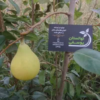 درخت ، نهال گلابی صادراتی پر ثمر ، گلخانه|خدمات باغبانی و درختکاری|مشهد, همت آباد|دیوار