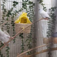 فنچ پولد|پرنده|تهران, امام زاده عبدالله|دیوار