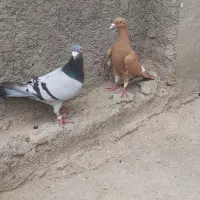 مجسمه‌کبوتر