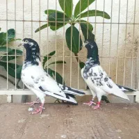 کود کبوتر بسیار مقوی