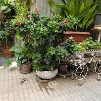 گل‌های اپارتمانی