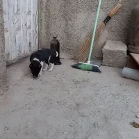 گمشده مژده گانی|حیوانات|تنکمان, |دیوار