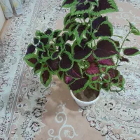 گل زیبا|گل و گیاه طبیعی|بانه, |دیوار