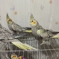 عروس هلندی گلباقالی