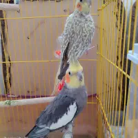 عروس هلندی با قفس و لوازم