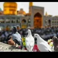 تور زمینی مشهد ++4شب اقامت+