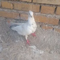 معاوضه با طوقی نر مست خوب|پرنده|لیکک, |دیوار