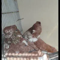 کفتر یجای|پرنده|نسیم‌شهر, |دیوار