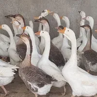 فروش ویژه جوجه ۱تا۵روزه نژادمرندی|حیوانات مزرعه|مشهد, هفده شهریور|دیوار