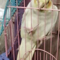 عروس هلندی|پرنده|فردیس, شهرک ناز|دیوار