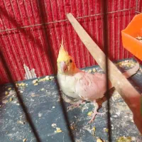 معاوضهطوطی ماده کارداده باطوطی نرکارداده|پرنده|بهبهان, |دیوار