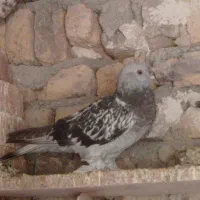 کبوتر ترکیه|پرنده|تبریز, |دیوار