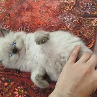 بچه گربه خاص|گربه|تهران, جوادیه تهرانپارس|دیوار