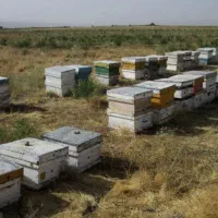 ۵۰ کلنی زنبور عسل فروشی