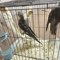 عروس هلندی