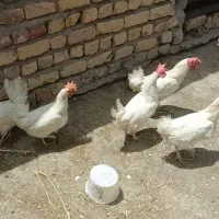 مرغ تخمگذار