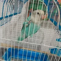 طوطی برزیلی ماده