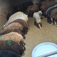 گله گوسفند دررباط کریم وحومه