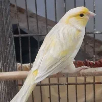ماده اوپال زرد