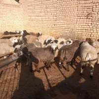 بره نره پرواری