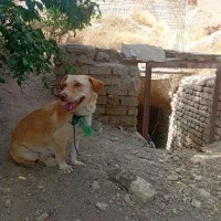 فروش چند عدد سگ