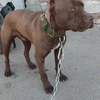 پیتبول|سگ|اردبیل, |دیوار