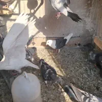 پلاکی|پرنده|اهواز, کوی ایثار|دیوار