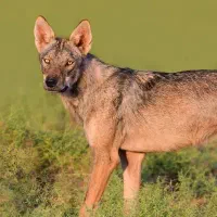 یه جفت سگ مشاهده شده