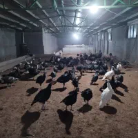 بوقلمون یک ساله در حال تخم درشت و آماده|حیوانات مزرعه|مشهد, کوشش|دیوار