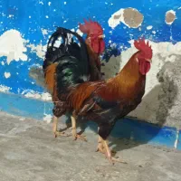 شادگان دارخوین|حیوانات مزرعه|شادگان, |دیوار