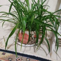 گل گندمی|گل و گیاه طبیعی|اندیشه, اندیشه فاز ۱|دیوار