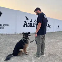 اموزش سگ/مربی سگ/تربیت سگ