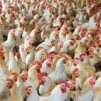 نیروی کار برای مرغداری گوشتی