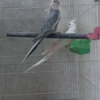 عروس هلندی مولد|پرنده|فلاورجان, |دیوار