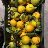 تامسون (انواع مرکبات)|حراج|قائمشهر, |دیوار