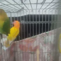 پرنده فروشی