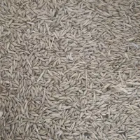 جو محلی درجه ۱
