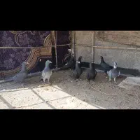 زاغ عراقی