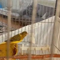 قناری نر|پرنده|نسیم‌شهر, |دیوار