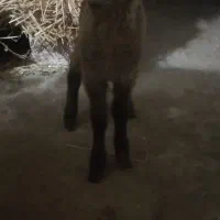 بره نر شیری|حیوانات مزرعه|آستارا, |دیوار